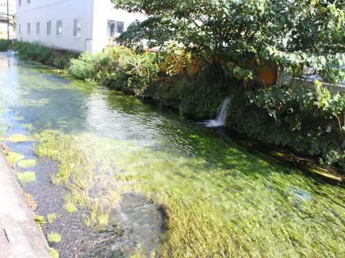 田宿川の画像